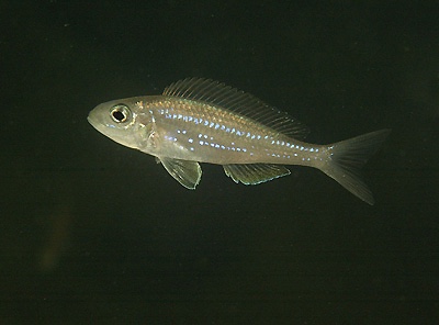 Microdontochromis rotundiventralis 'Cape Nangu'